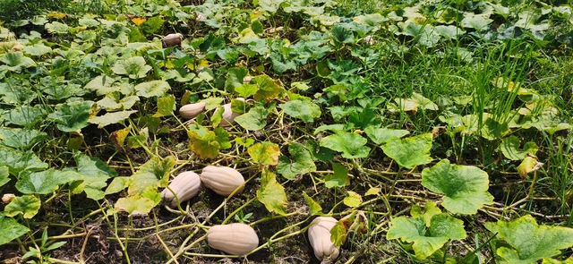 bb贝博棋牌:cabbage是啥意思