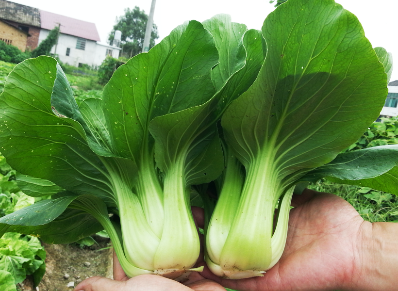 bb贝博ballbet:清暑菜粥汤克服秋老虎--健康·日子--人民网